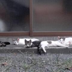 子猫です