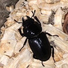 コクワガタ、ペアの画像