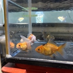 金魚ローズテールオランダの画像