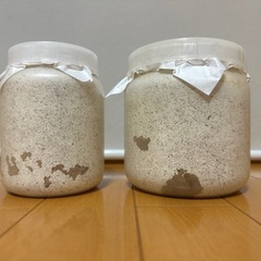 【♂親88.0】能勢SR血統オオクワガタ幼虫3+1頭【♀親57.2】の画像