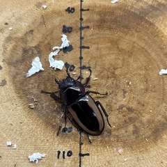 フルストルファーノコギリクワガタ ロンボク島産 ペア♂58.1mm♀31mmの画像