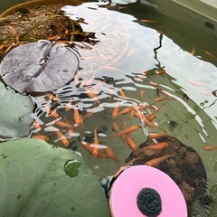 メダカ　楊貴妃　1ペア＋1匹の画像
