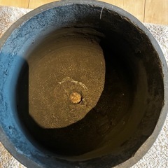 鉢 カインズの画像