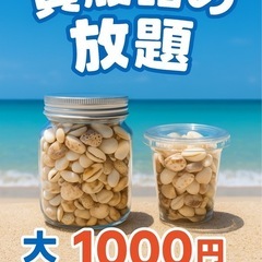 貝殻詰め放題の画像