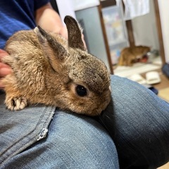 ネザーランドドワーフ  メス  血統書付き お値下げ うさぎ ラビット − 福岡県