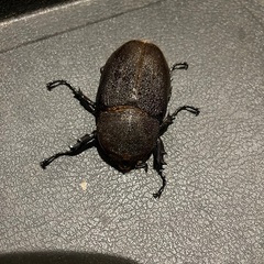 ヘラクレスオオカブトムシ ♀単品の画像