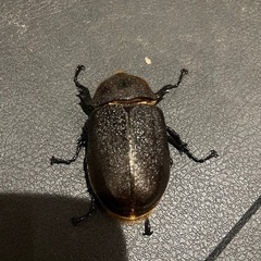 ヘラクレスオオカブトムシ ♀単品の画像