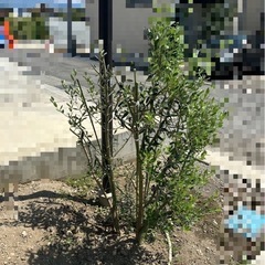 ★植栽★オリーブの画像