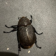 ヘラクレスオオカブトムシ ♀単品の画像