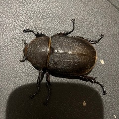 ヘラクレスオオカブトムシ ♀単品の画像