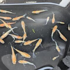 デーンモルフォリアルロングフィン若魚無選別10匹の画像