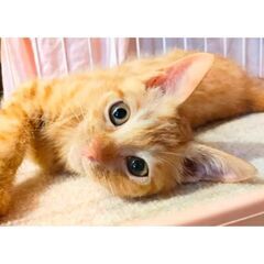 ★譲渡会あります★ 元気な茶トラボーイです！ - 大東市
