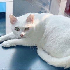 ※お話進んでいます！パールちゃん♡