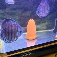ワイルドディスカス2匹の画像