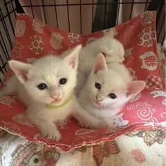 子猫3匹