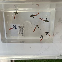 ダンボグッピー3ペア！の画像