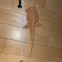 フトアゴ、ギリシャリクガメ