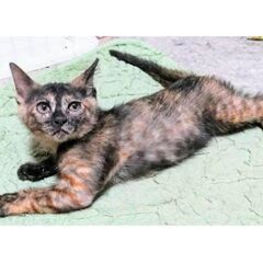 綺麗なサビちゃんです