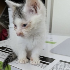 生後一ヶ月メス猫