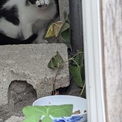 子猫、白黒ハチワレ。