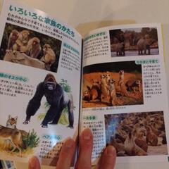 動物の赤ちゃんの画像