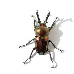 ニジイロクワガタ幼虫の画像