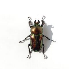 ニジイロクワガタ幼虫の画像