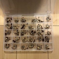 ⭐︎ニジイロクワガタ　パープル　幼虫5匹⭐︎の画像