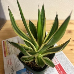 アガベ　五色万代の画像