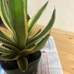 アガベ　五色万代の画像