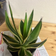 アガベ　五色万代の画像