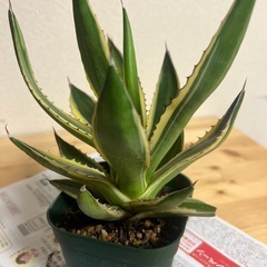 アガベ　五色万代の画像