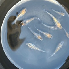 月弓🌕若魚10匹セット【MARUEメダカ】の画像