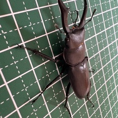 【即ブリ】コクワガタ♂（45.3mm）-06の画像
