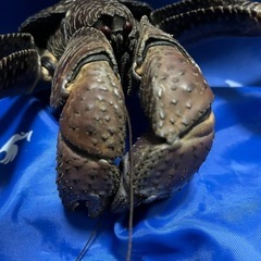 観賞用ヤシガニの画像