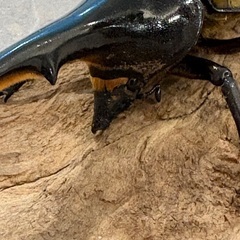 ヘラクレスオオカブト　オス　※頭角なし※の画像