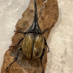 ヘラクレスオオカブト　オス　※頭角なし※の画像