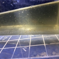 500mlペットボトル入りオオミジンコ 1000匹+超a！メダカ・金魚の餌に　1150円  の画像