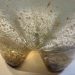 500mlペットボトル入りオオミジンコ 1000匹+超a！メダカ・金魚の餌に　1150円  の画像