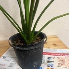 アガベ　吹上ナナの画像