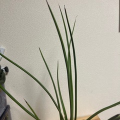 アガベ　吹上ナナの画像