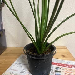 アガベ　吹上ナナの画像