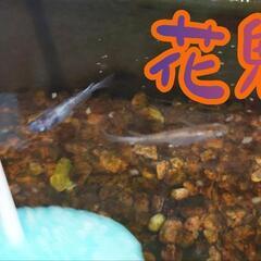 花魁めだか 卵(産卵床ごと)   20個以上の画像