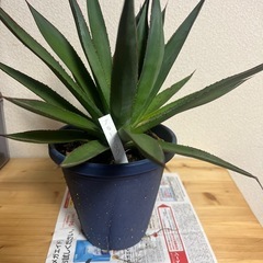 アガベ　ブルーノグロウの画像