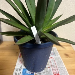 アガベ　ブルーノグロウの画像