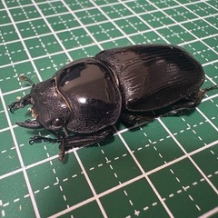 【即ブリ】オオクワガタ♀（43.5mm）-16の画像