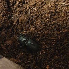 クワガタ カブトムシの画像