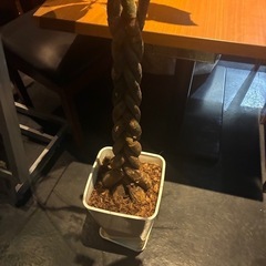 お花瓶の画像