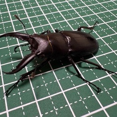 【即ブリ】アマミノコギリクワガタ♂（43.9mm）-01の画像