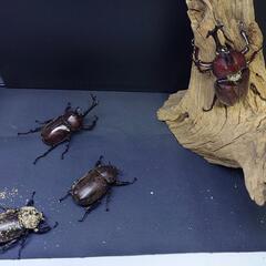 【取引中】大型赤めカブトムシ78mmペア＋オマケペアの画像